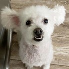 Gussie (also known as Lily)