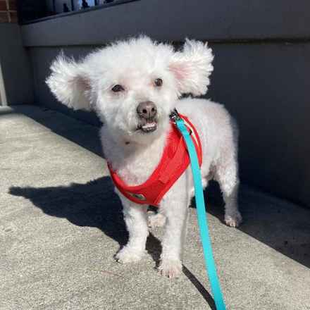 Gussie (also known as Lily)