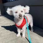 Gussie (also known as Lily)