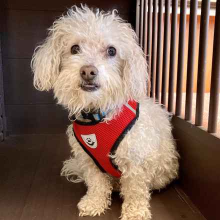 Gussie (also known as Lily)