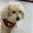 Gussie (also known as Lily)