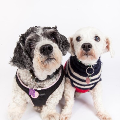 Lucy & Larry