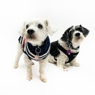 Lucy & Larry
