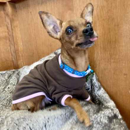Mindy the Min Pin