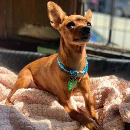 Mindy the Min Pin