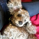 Bess