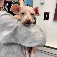 Piglet