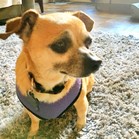 Jane Dog