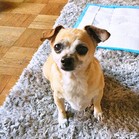 Jane Dog