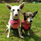 Mami & Pigna