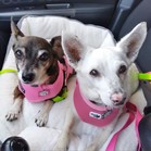 Mami & Pigna