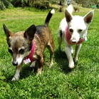 Mami & Pigna
