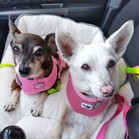 Mami & Pigna