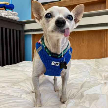 Parmesan (decseased)