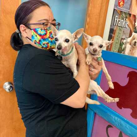 Parmesan (decseased)