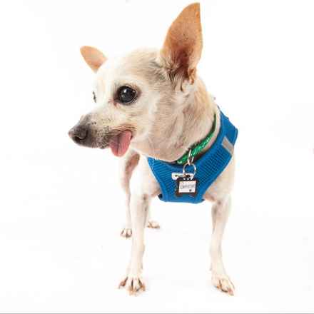 Parmesan (decseased)