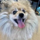 Pom Johnson