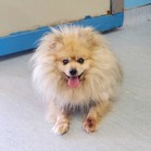 Pom Johnson
