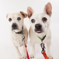 Birdie & Bogey