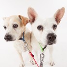 Birdie & Bogey