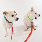 Birdie & Bogey