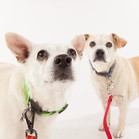 Birdie & Bogey