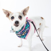 Zuzu