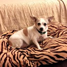 Zuzu