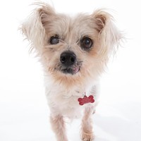 Peony (Annie; deceased)