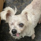 Peony (Annie; deceased)