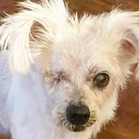 Peony (Annie; deceased)