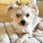 Peony (Annie; deceased)