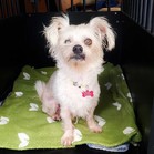 Peony (Annie; deceased)