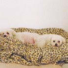 Tucker & Charley
