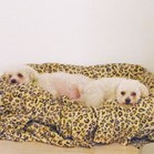 Tucker & Charley