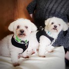 Tucker & Charley