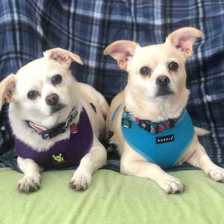 Billie Girl & Cowboy