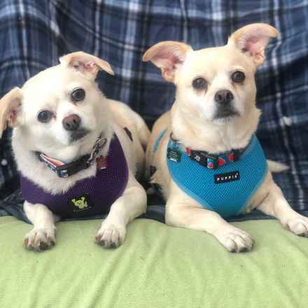 Billie Girl & Cowboy