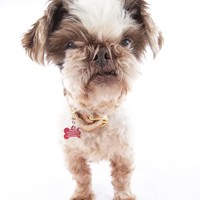 Gizmo