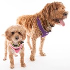 Bella Banana & Leelee