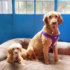 Bella Banana & Leelee