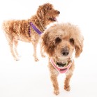 Bella Banana & Leelee
