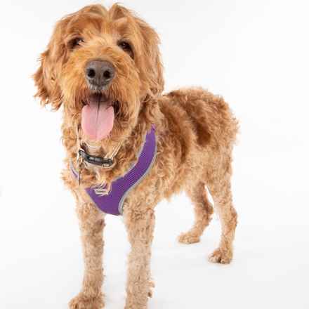 Bella Banana & Leelee