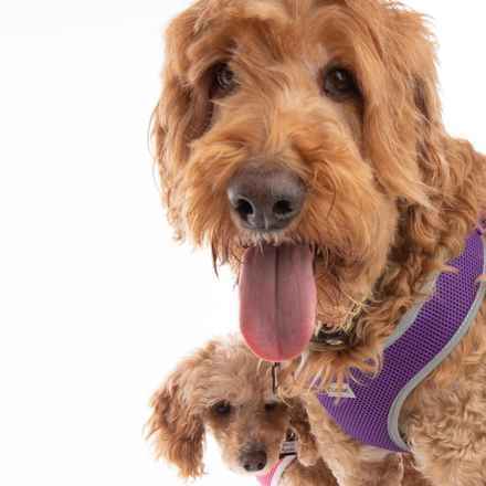 Bella Banana & Leelee