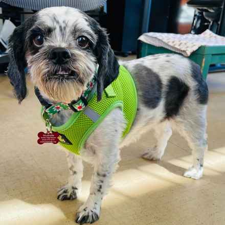 Mollie Mollie Lovebird