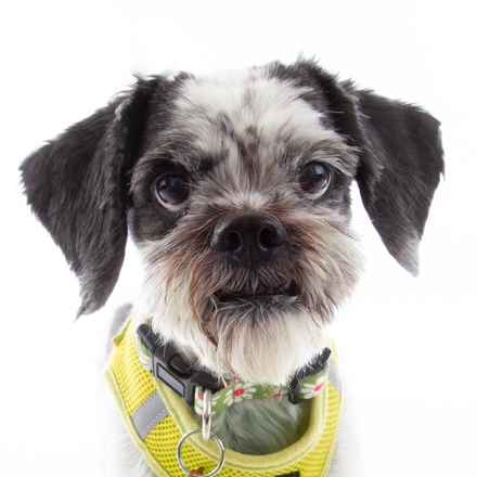 Mollie Mollie Lovebird