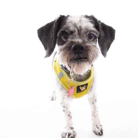 Mollie Mollie Lovebird