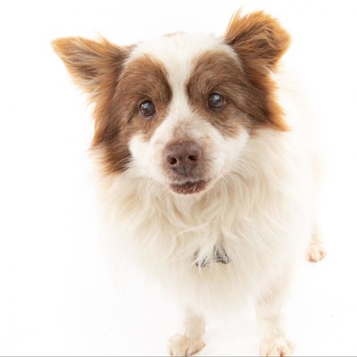 Tommy the Pommy