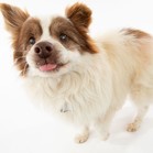 Tommy the Pommy