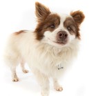 Tommy the Pommy